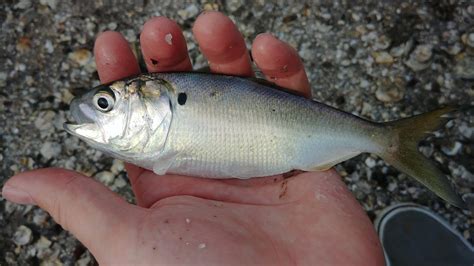 shad identification chart.